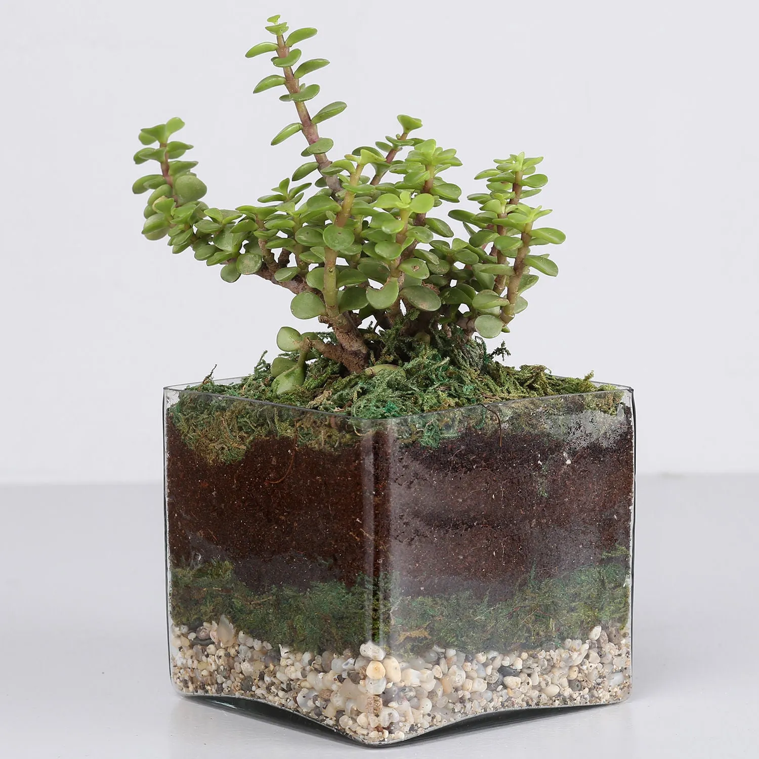 Jade Plant 4 Glass Terrarium