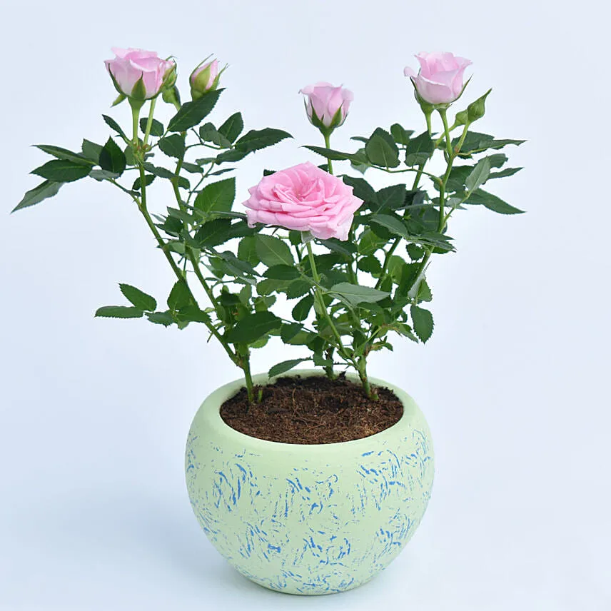 Pink Rose Plant