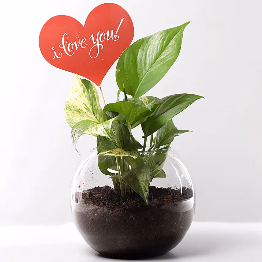 Love You Money Plant