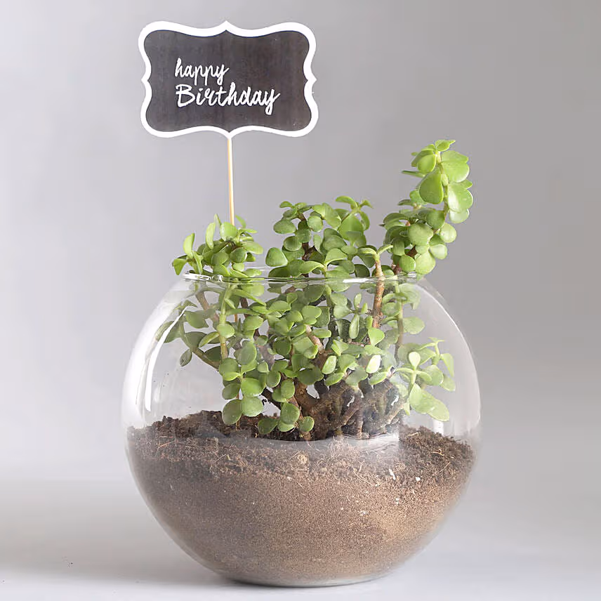 Birthday Jade Plant