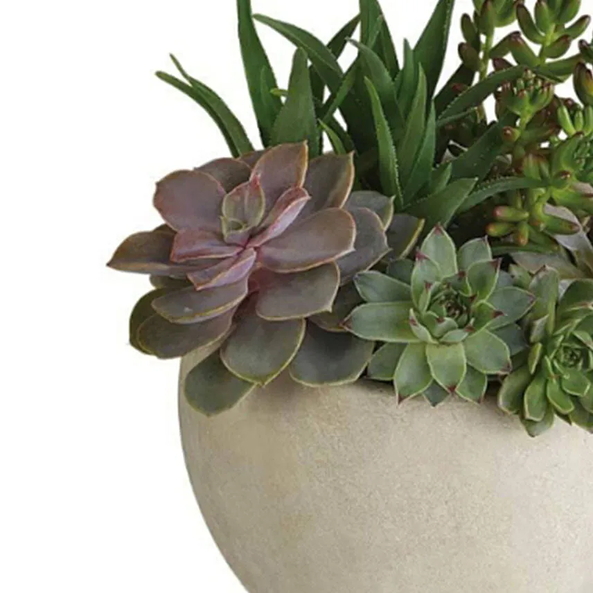 Modern Succulent Garden