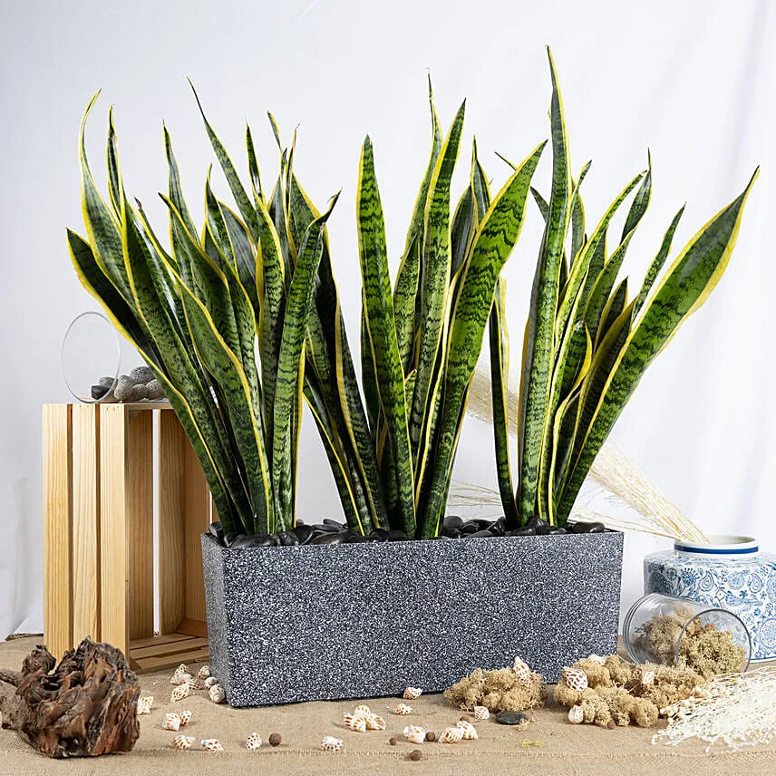 Nature s Finest Air Purifying Snake Plant Garden