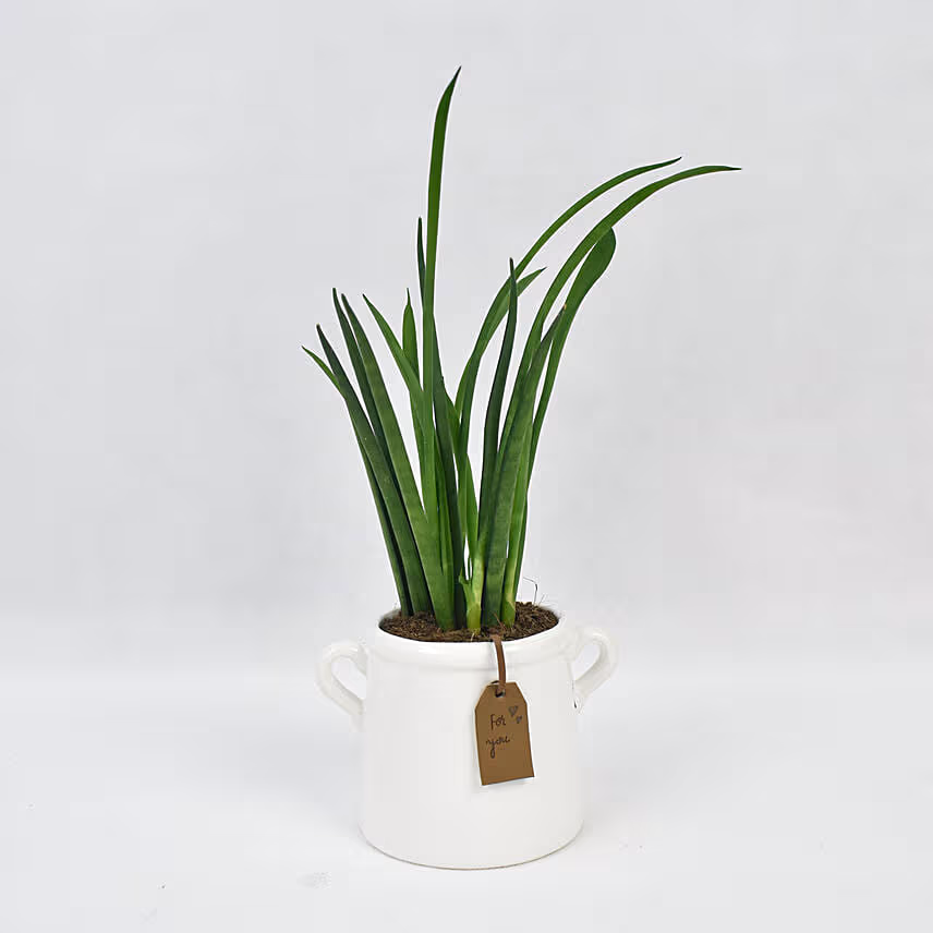 Small Sanseveria In Tea Pot Jar
