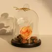 Elegant Peach Forever Rose in Premium Glass Dome