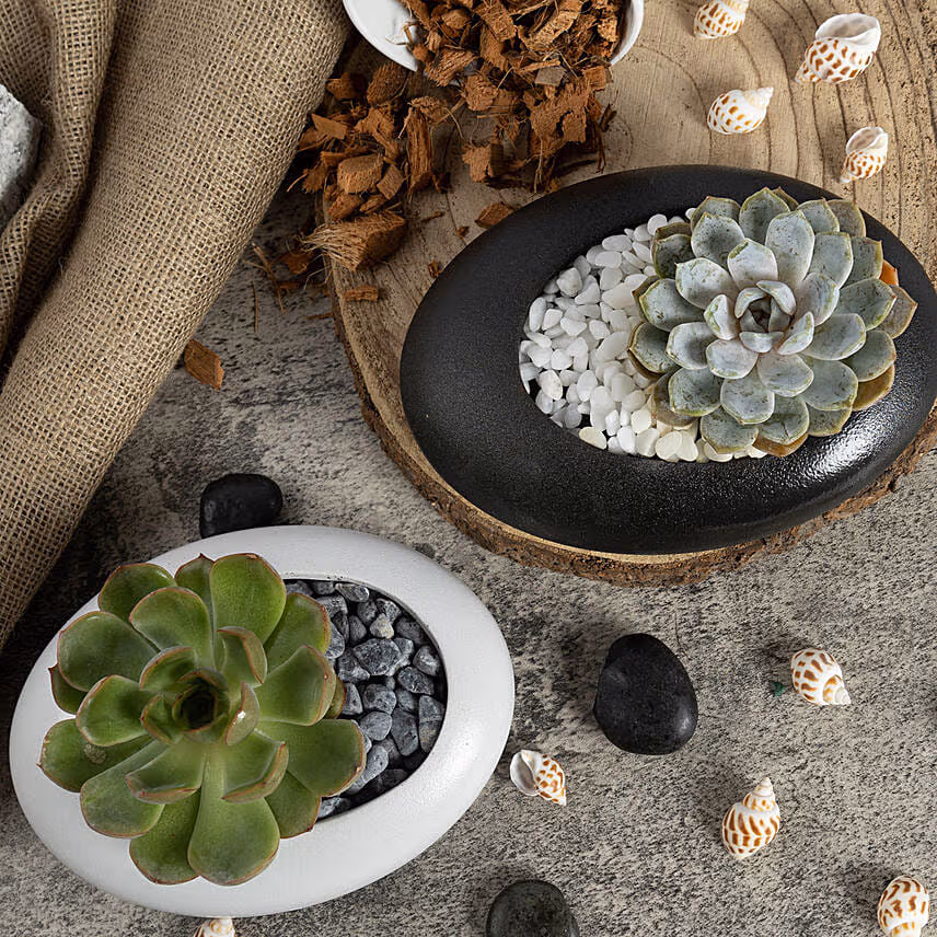 Duo of Echeveria Beauty