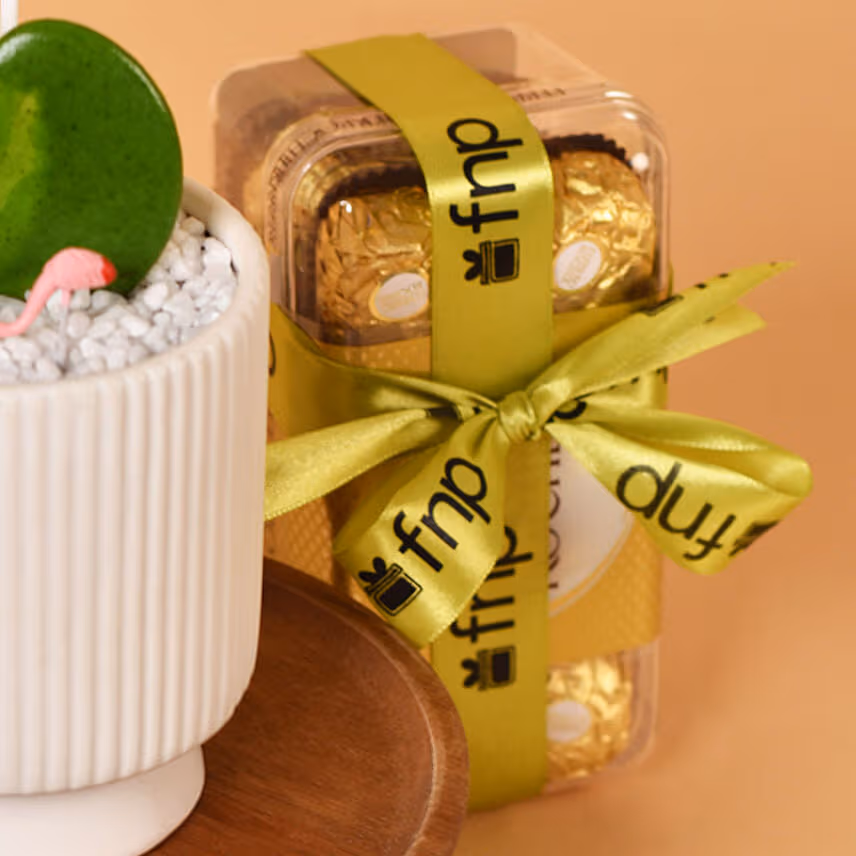Single Hoya Plant with Ferrero Rocher For Valentine