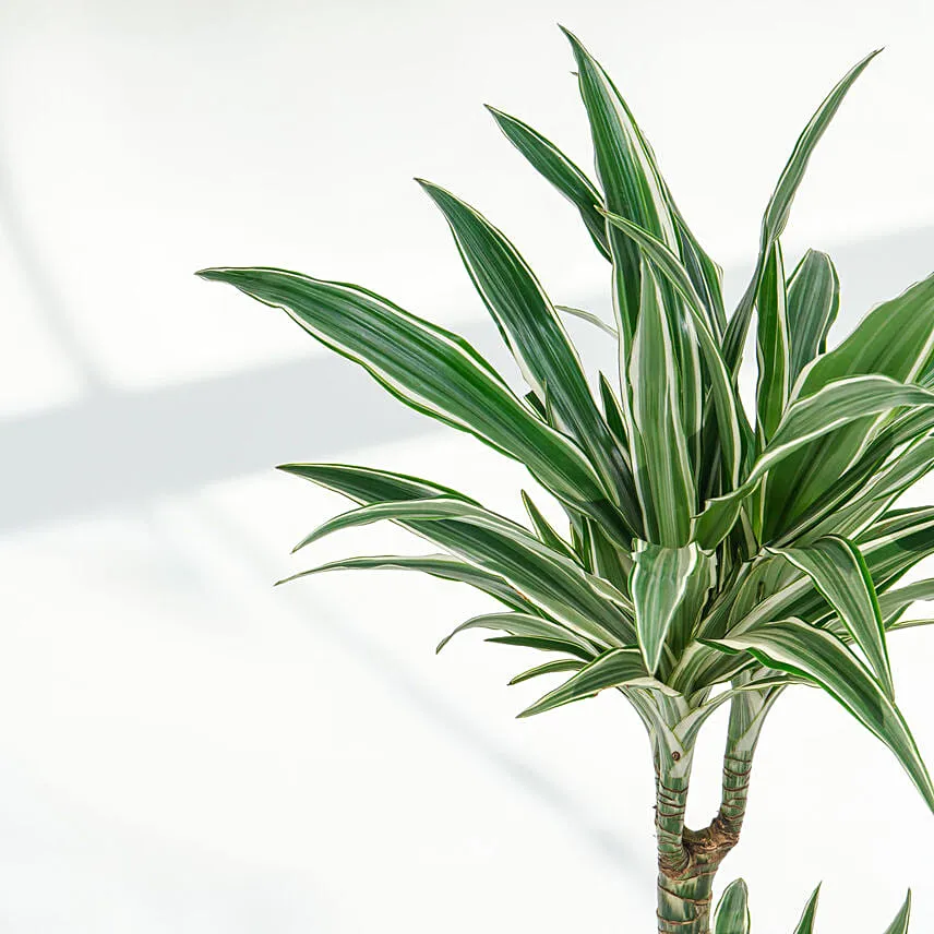 Warneckii Dracaena with White Scindapsus in Premium Planter