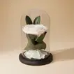 Eternal Elegance: White Preserved Rose in Glass Dome