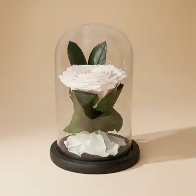 Eternal Elegance: White Preserved Rose in Glass Dome