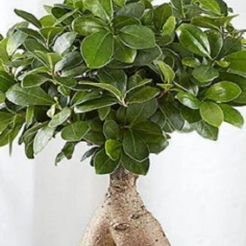 Ginseng Grafted Ficus