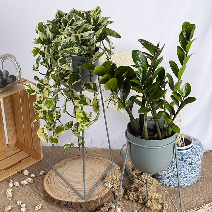 Joy Pothos and ZZ Plant Stand