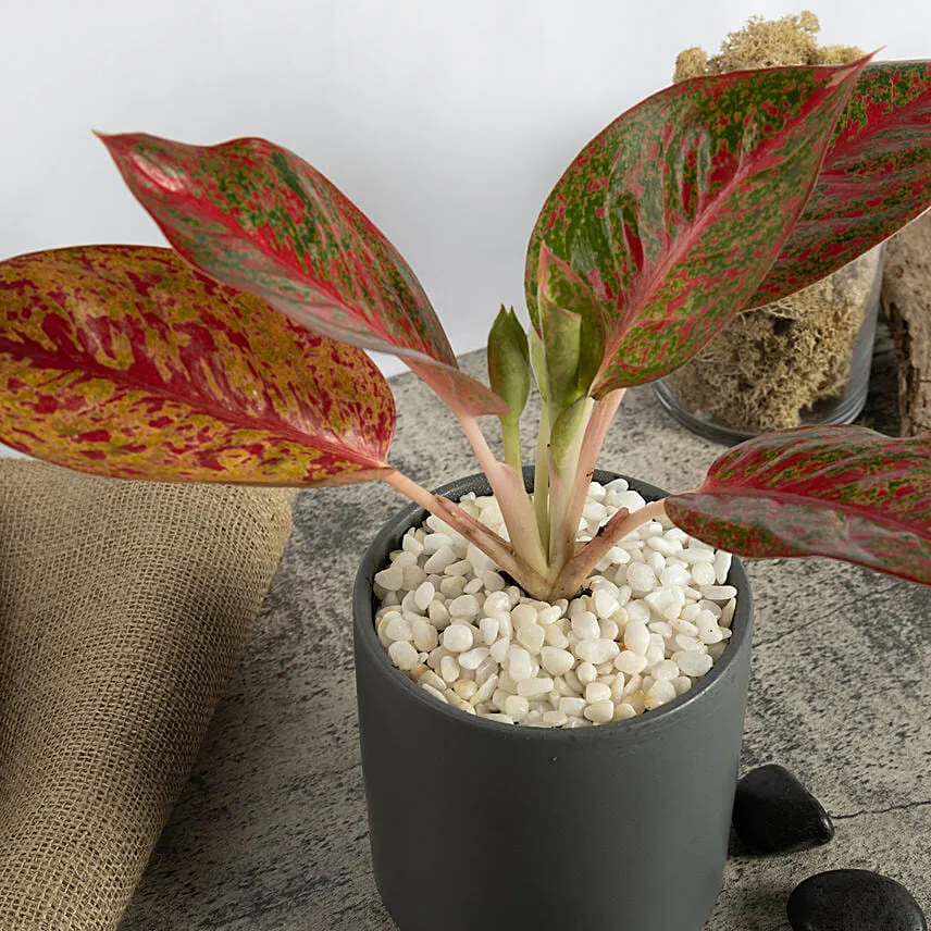 Red Aglaonema Plant in a Pot