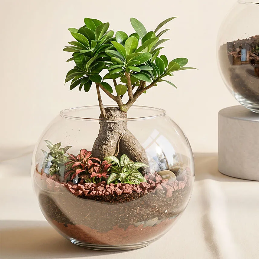 Bonsai Plant and Money Plant in Glass Bowl