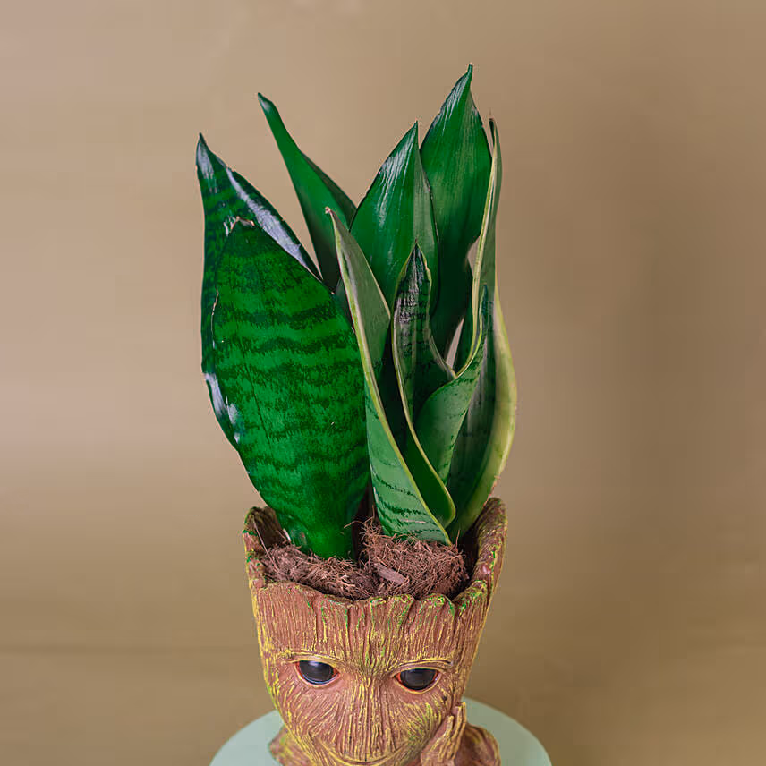 Sansevieria I Am Groot Pot