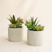 Artificial Green Succulent Set