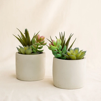 Artificial Green Succulent Set