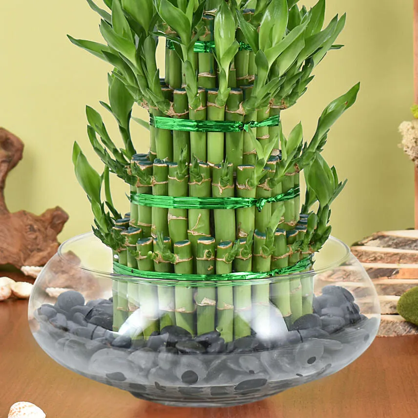 5 Layer Lucky Bamboo in Vase