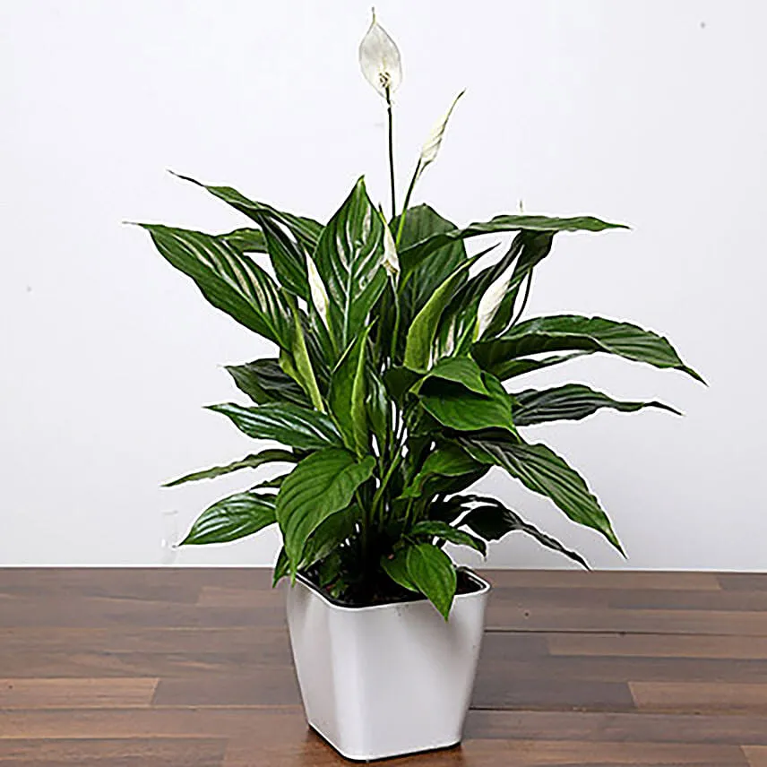 Attractive Peace Lily Plant Add