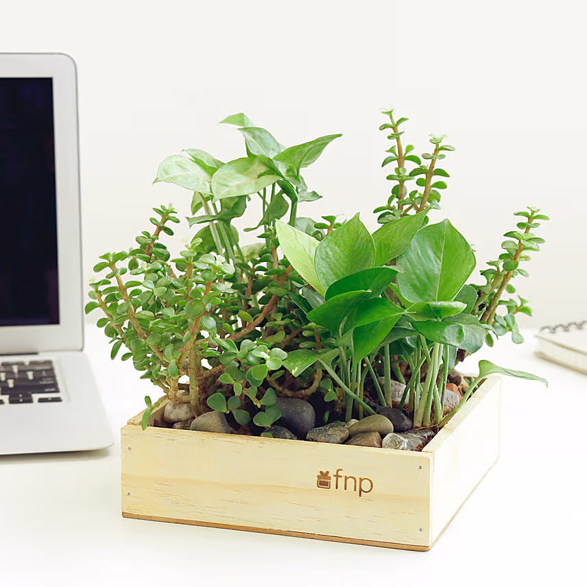 Jade N Money Plant Wooden Base Terrarium