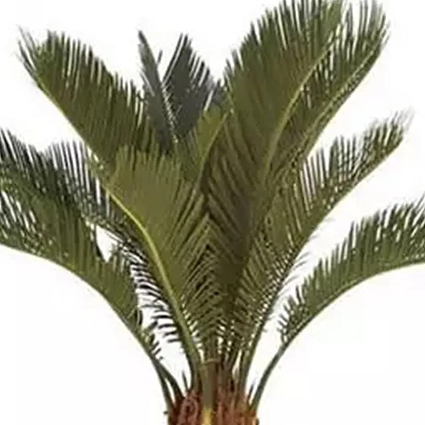 Cycas Plant