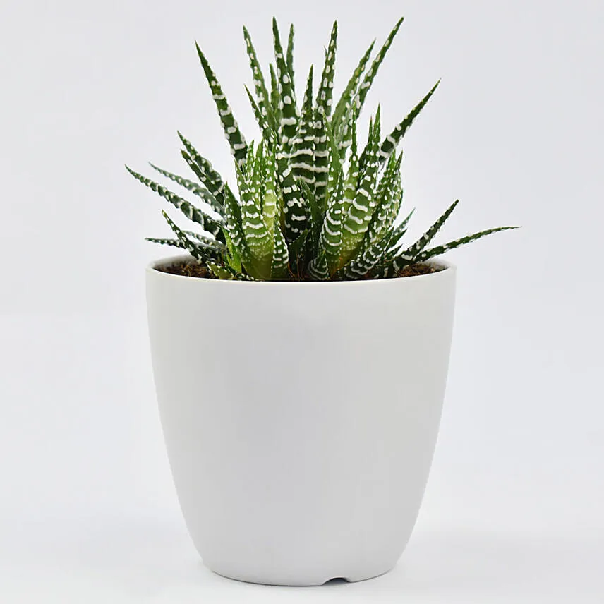 Small Haworthia in White Pot