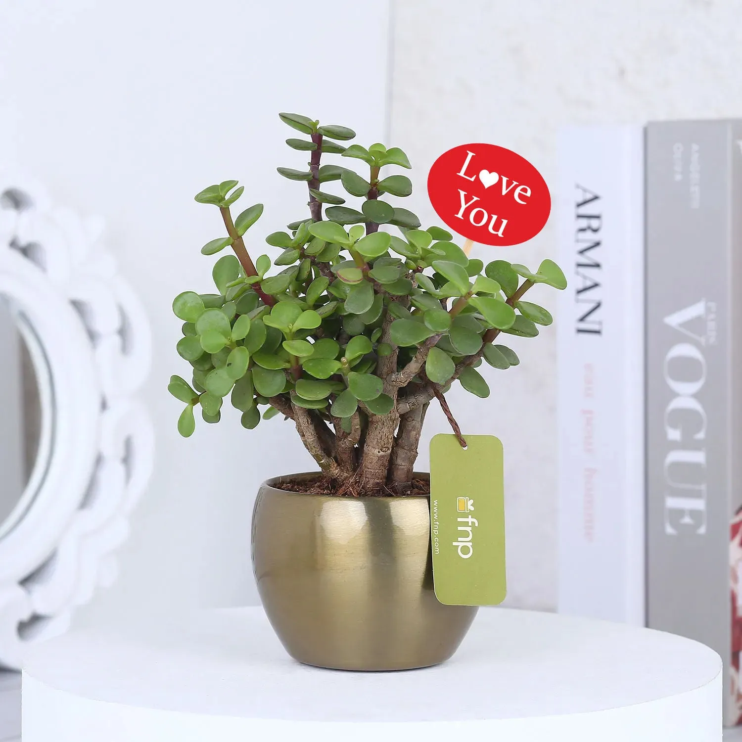 Golden Love Jade Affair: Elegant Indoor-Outdoor Succulent