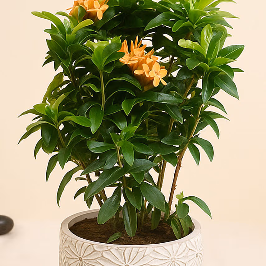 Beautiful Ixora Flower Plant In Ceramic Pot