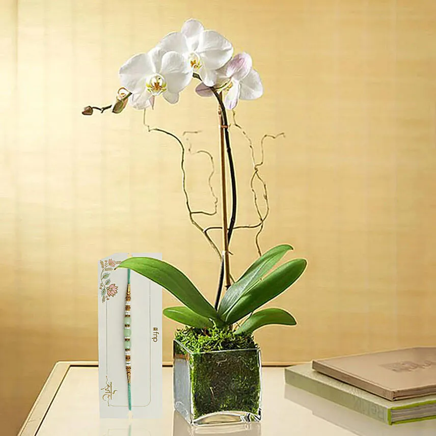 White Orchid Plant In Glass Vase with Green Pearl Rakhi