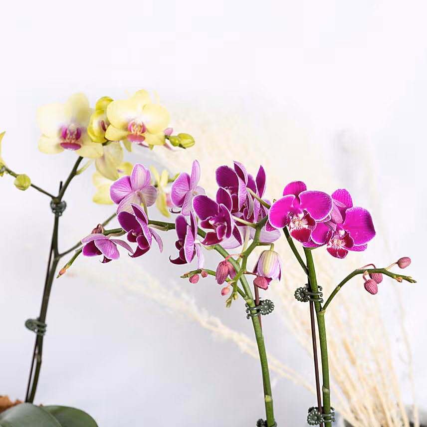 Yellow and Purple Phalaenopsis Duo
