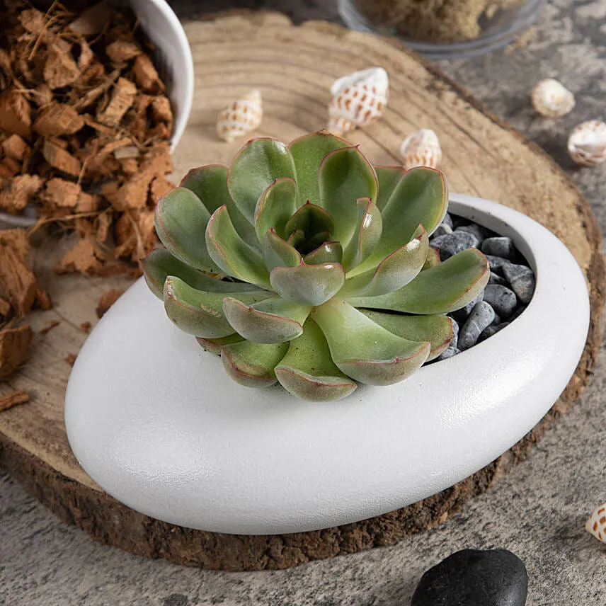 Echeveria Beauty Plants