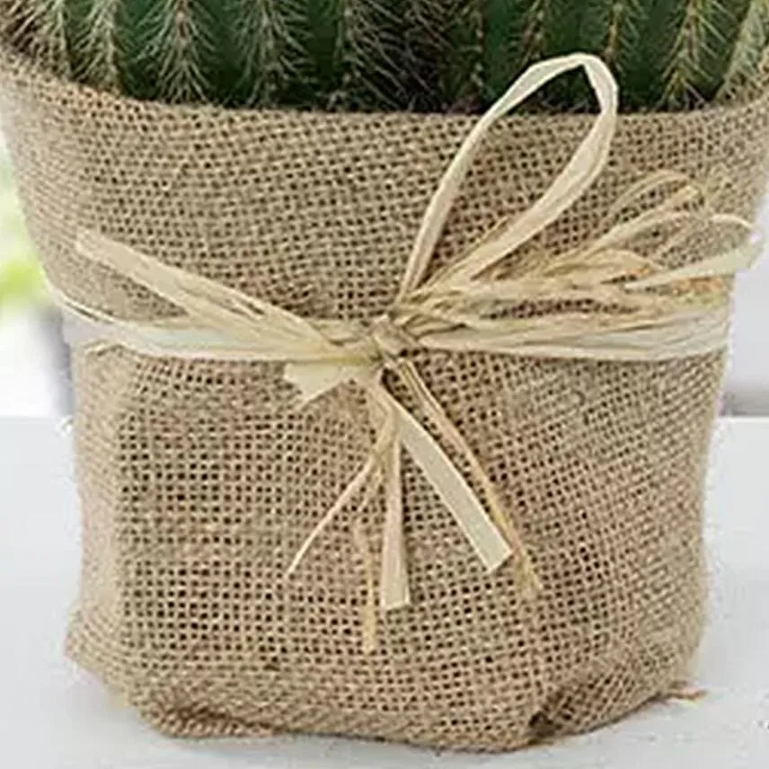 Echinocactus Grusonii Jute Wrapped Pot