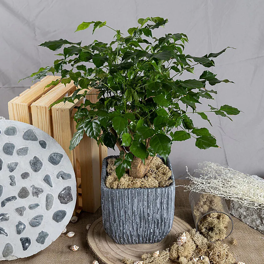 Radermachera Bonsai Plant