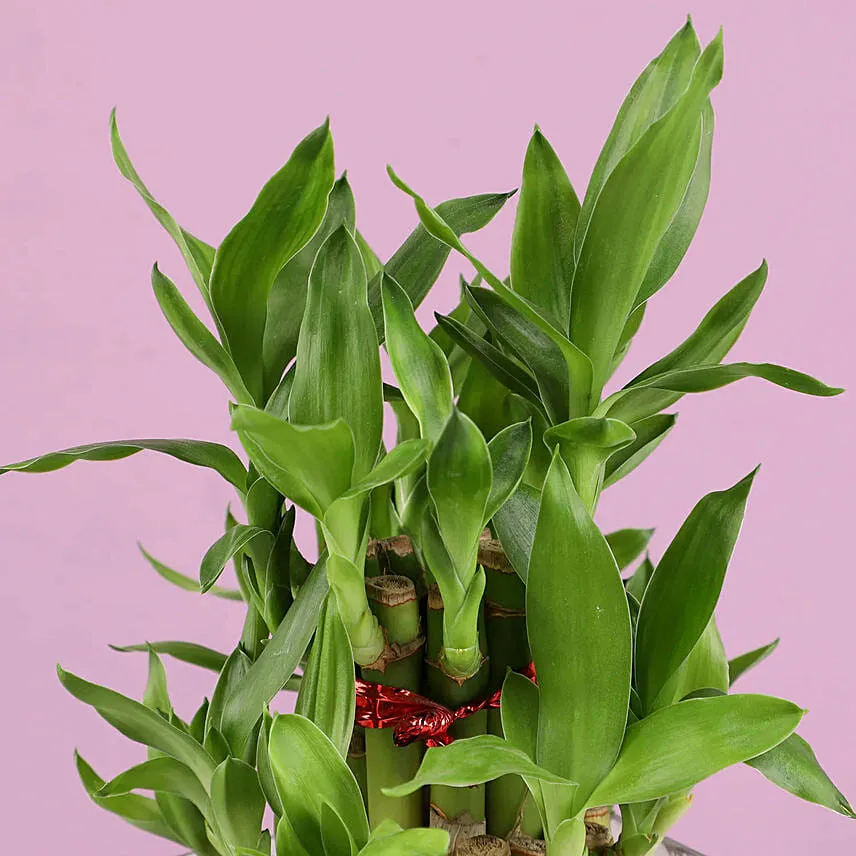Christmas Good Luck Bamboo Plant