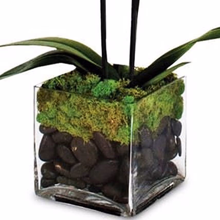 Two Stem Moth Orchid Plant In Glass Vase