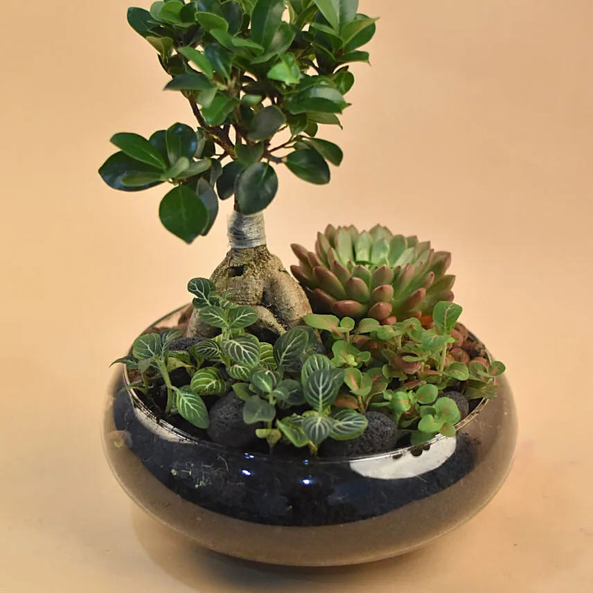 Mini Succulent Garden In Round Vase