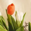 فازة ورد توليب همس الربيع