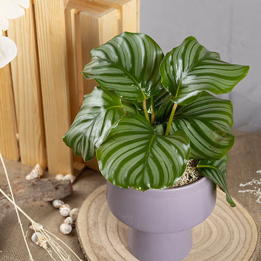 Calathea Orbifolia
