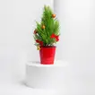 Festive Xmas Cupressus Plant with Decorative Red Pot