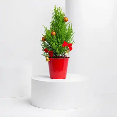 Festive Xmas Cupressus Plant with Decorative Red Pot