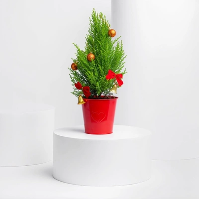 Festive Xmas Cupressus Plant with Decorative Red Pot
