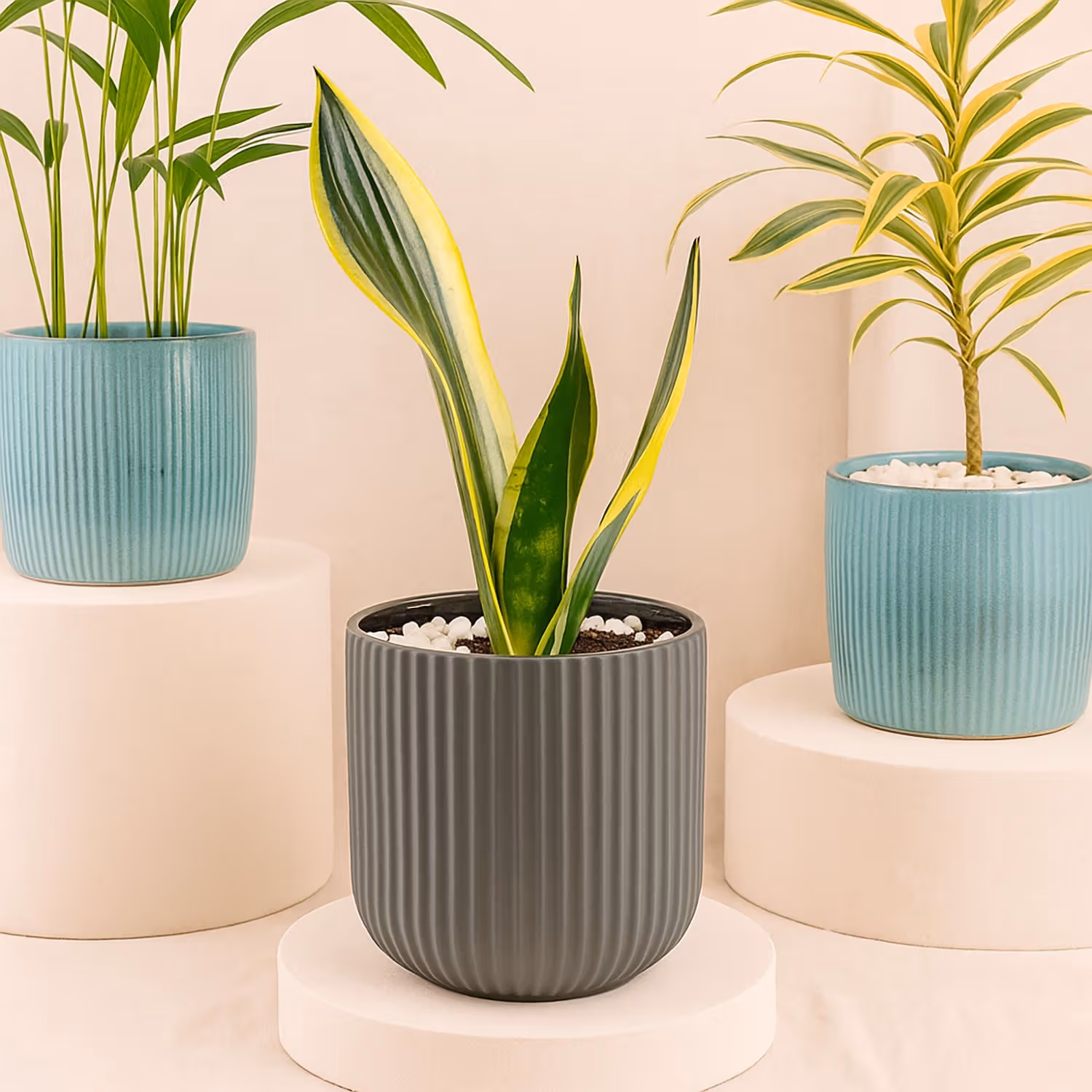 Trio of Air Purifying Plants