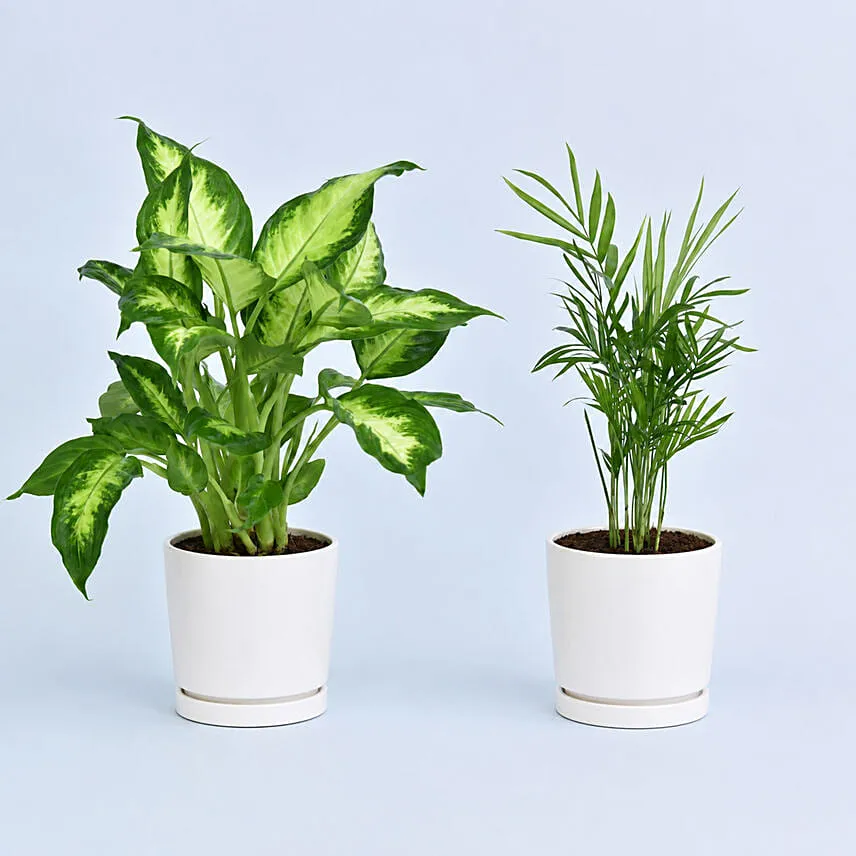 Combo Of Beautiful Indoor Plants