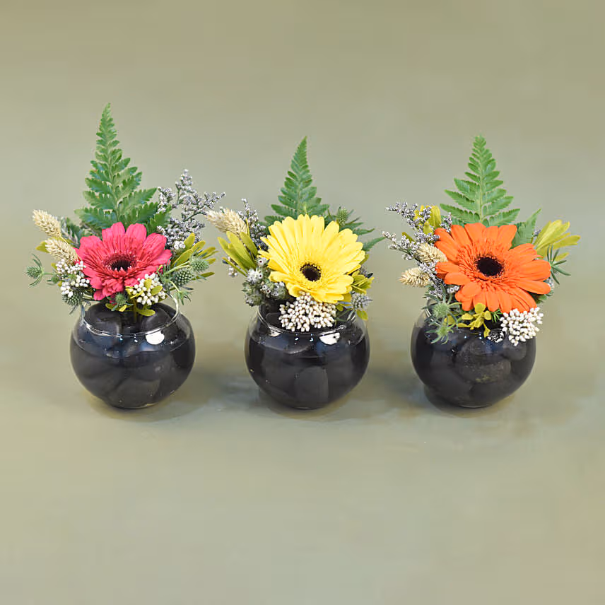 Gerberas Fish Bowl Vase Trio