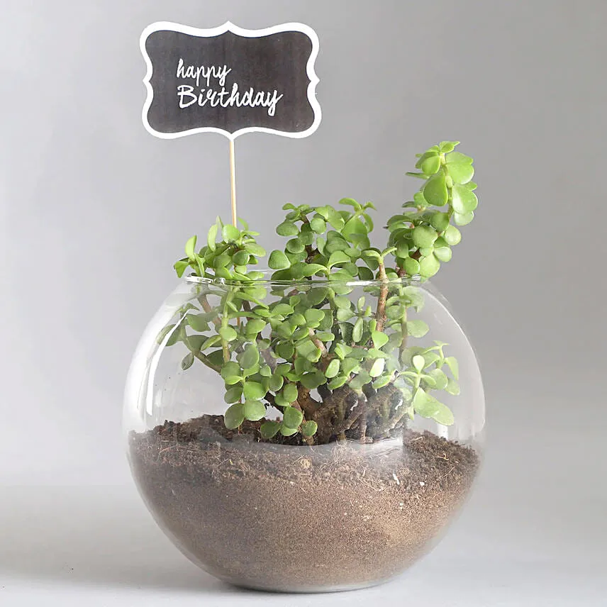 Birthday Jade Plant & Ferrero Rocher