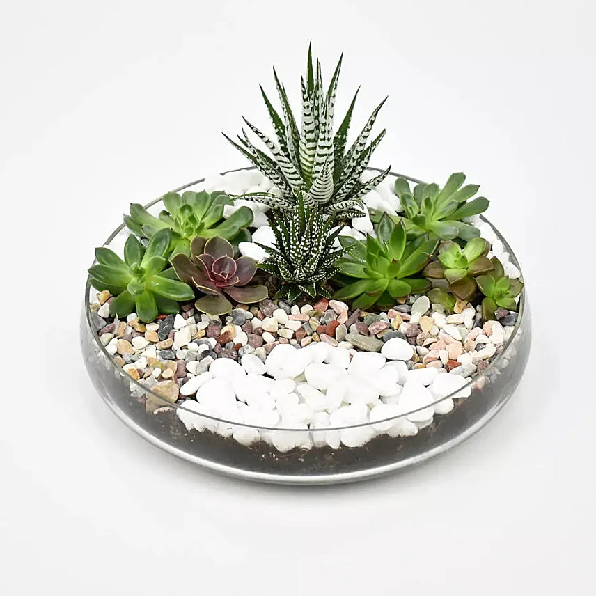 Succulent Dish Garden