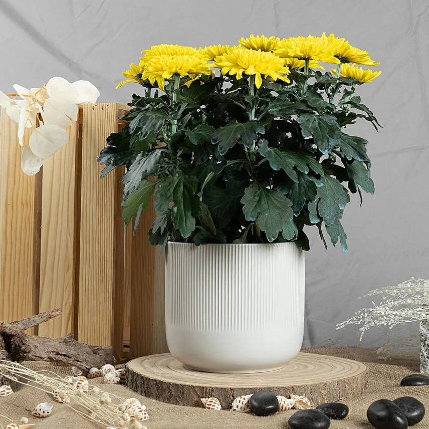 Yellow Chrysanthamum Plant