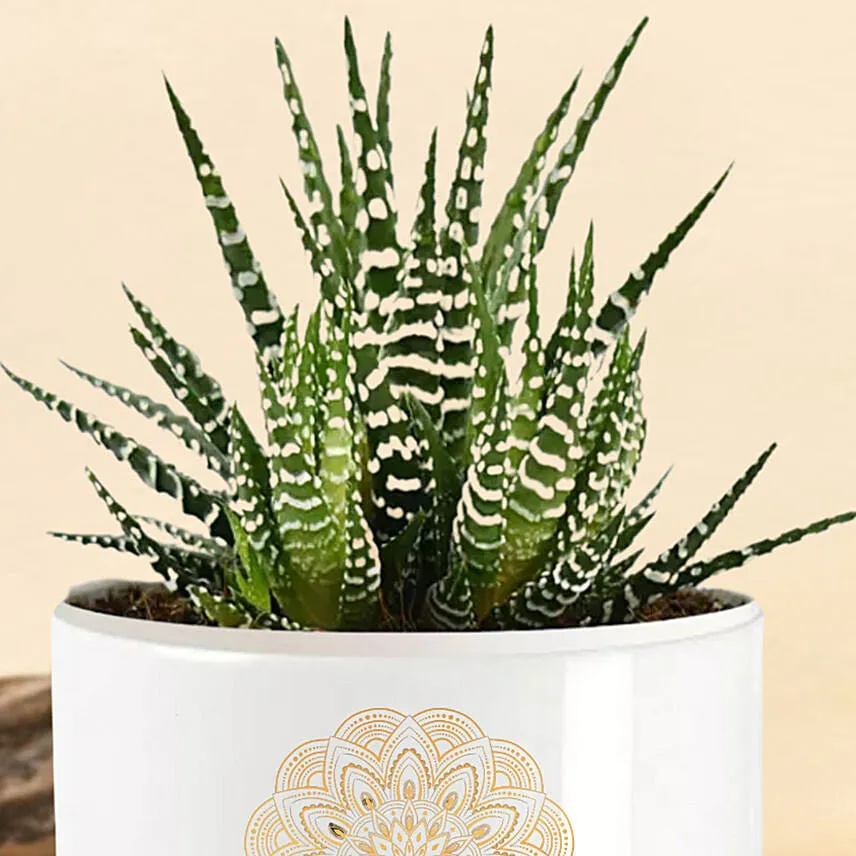 Happy Diwali Haworthia Plant