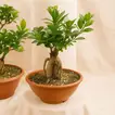 Trio of Tranquility | Set of 3 Bonsai Plants