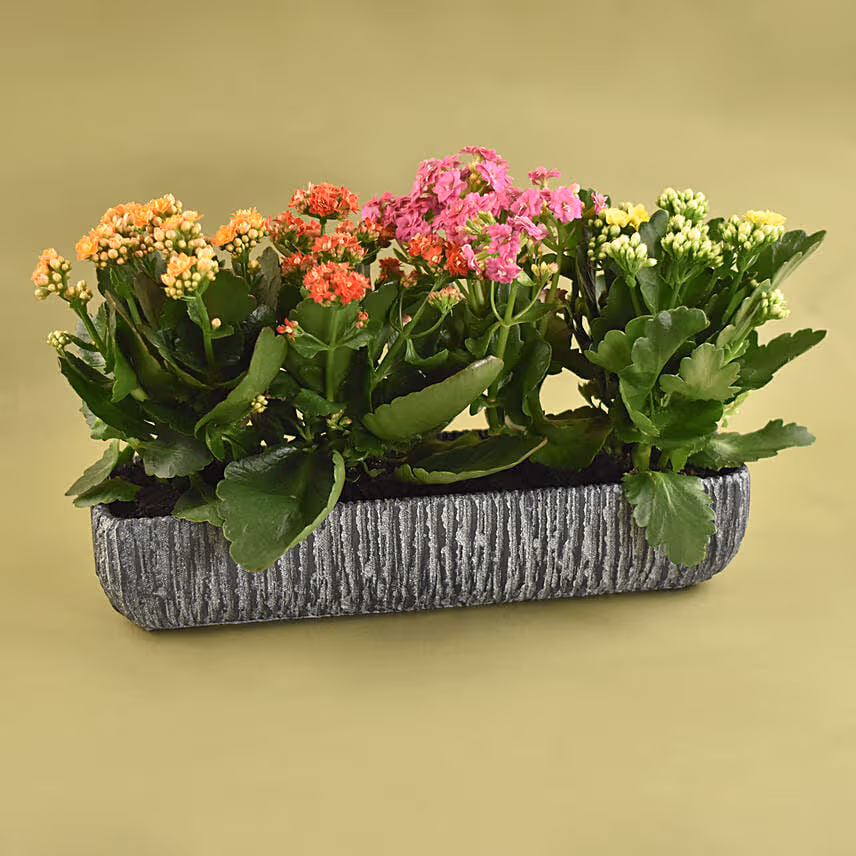 Colourful Kalanchoe Plant In Grey Vase