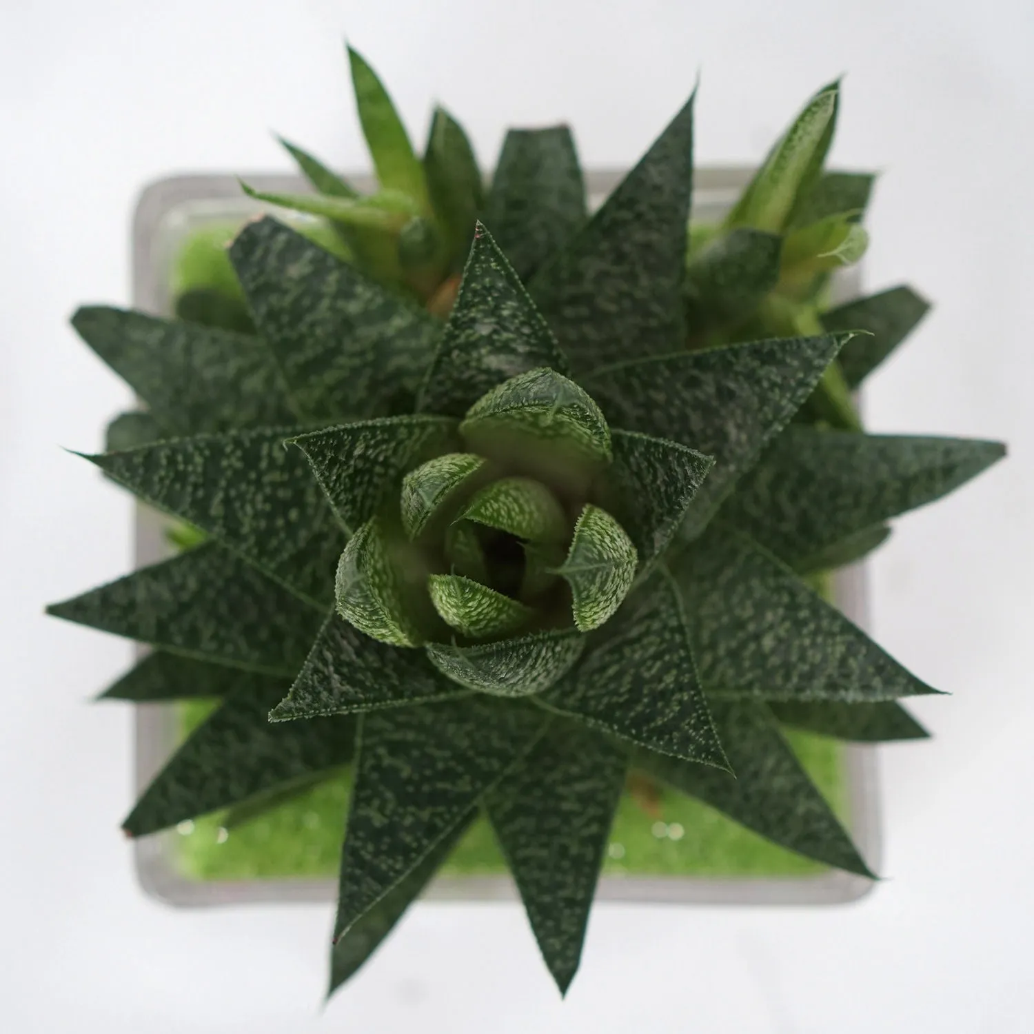 Elegant Gasteria Flow Plant in a Decorative Square Glass Jar
